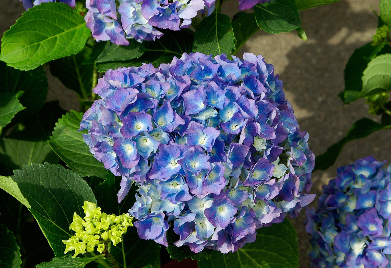 gartenpflanzen, die 10 giftigsten gartenpflanzen - gaertner-jobs.ch, Design ideen